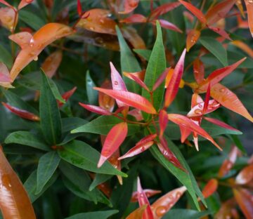 Is Nandina Poisonous to Dogs?