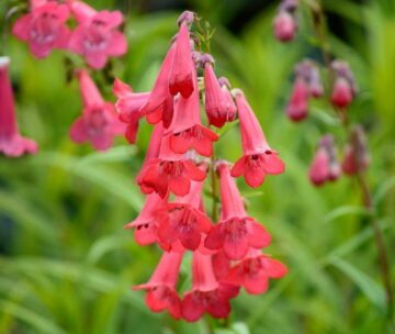 Is Penstemon Poisonous to Dogs?
