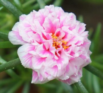 Is Portulaca Poisonous to Dogs?