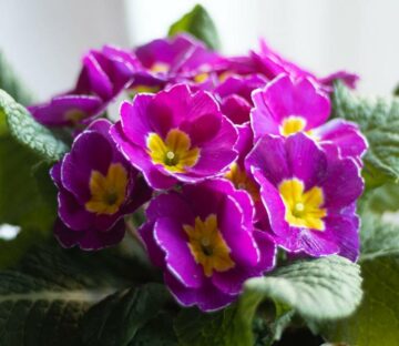 Is Primrose Toxic to Dogs?