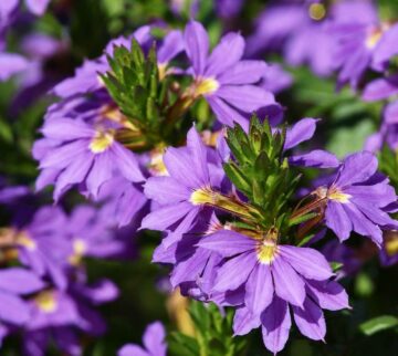 Is Scaevola Toxic to Dogs?