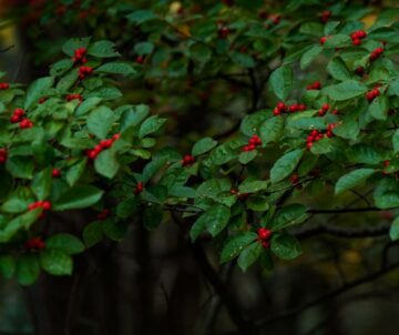 Is Winterberry Toxic to Dogs?