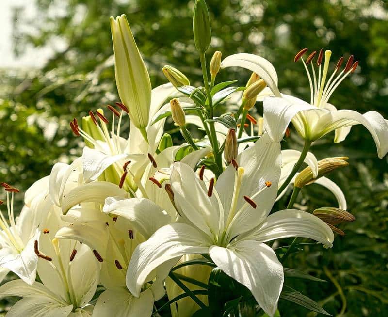 Are White Lilies Poisonous to Dogs? Are Madonna Lilies Toxic to Dogs?