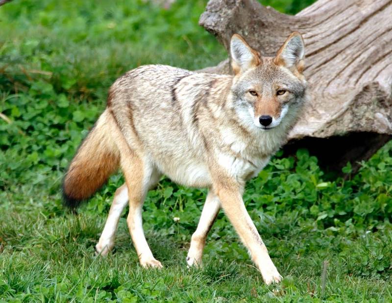 Are Coyotes Afraid of Barking Dogs?