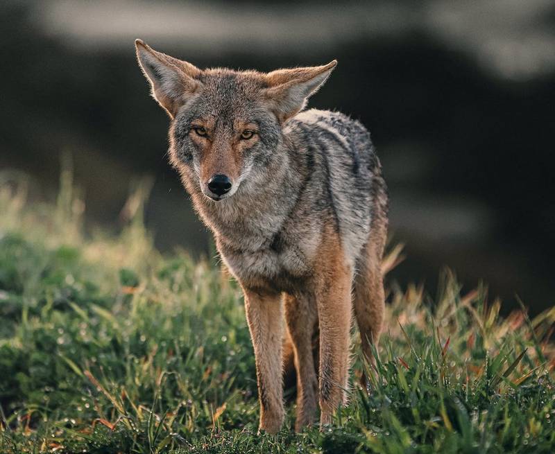 Do Barking Dogs Attract Coyotes?