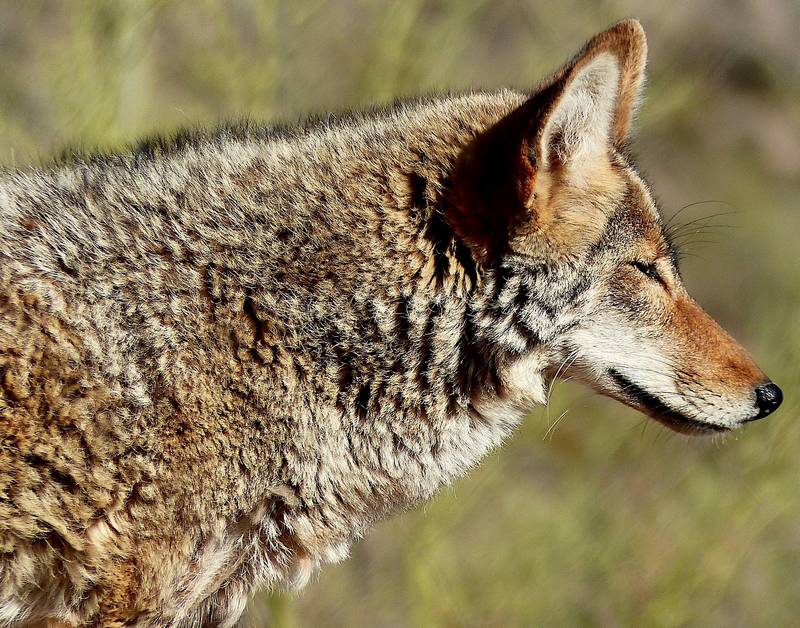 How to Protect Dogs From Coyotes