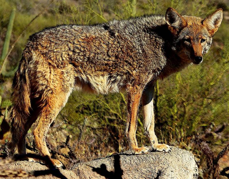 Will a Coyote Attack a Dog on a Leash?