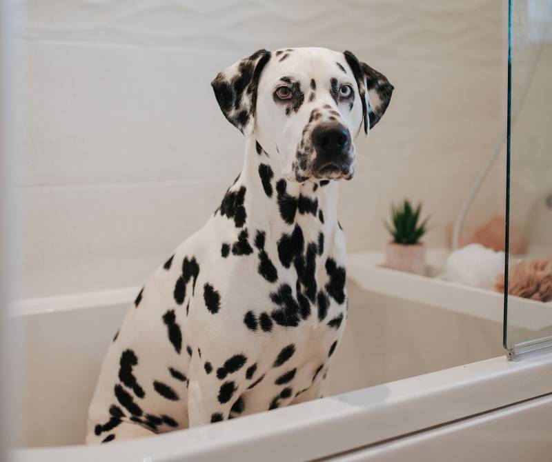 How to Bathe a Dog That Hates Water