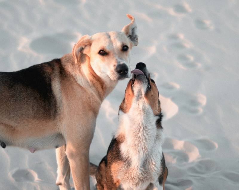 Dogs Licking Each Other's Ears