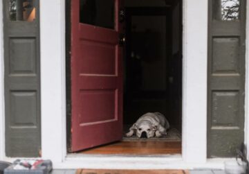 How to Stop a Dog From Running Out the Door