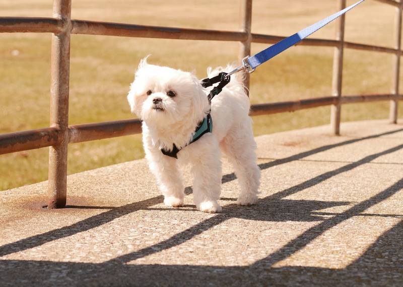 How to Stop Dog From Pulling on Leash