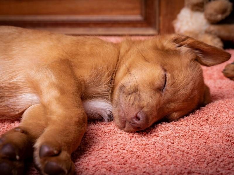 How to Stop Sleep Aggression in Dogs