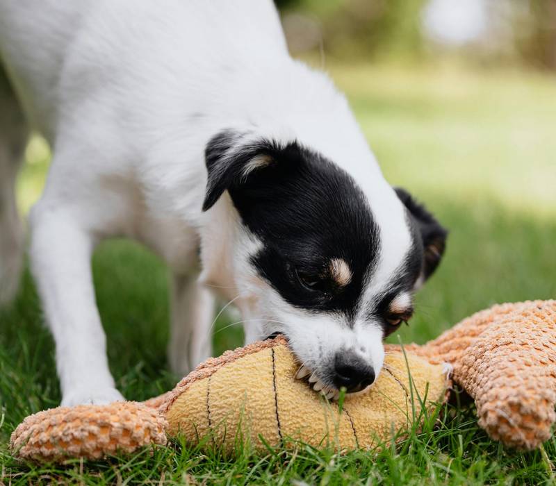 Puppy Aggression With Toys