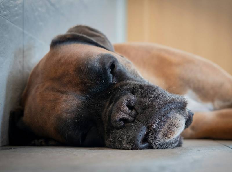 Sleep Startle Reflex in Dogs