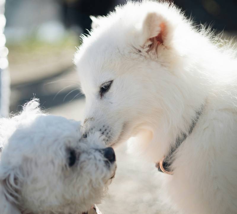 Why Do Dogs Lick Each Other's Tongues?