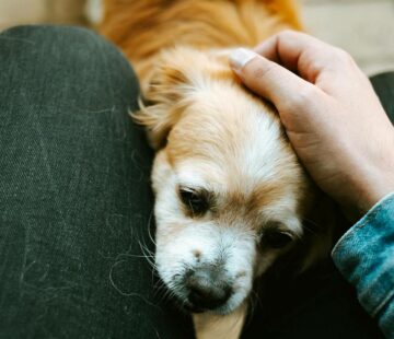 Why Do Dogs Put Their Head Between Your Legs?