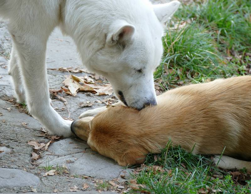 Why Does My Dog Lick My Other Dog's Ears?