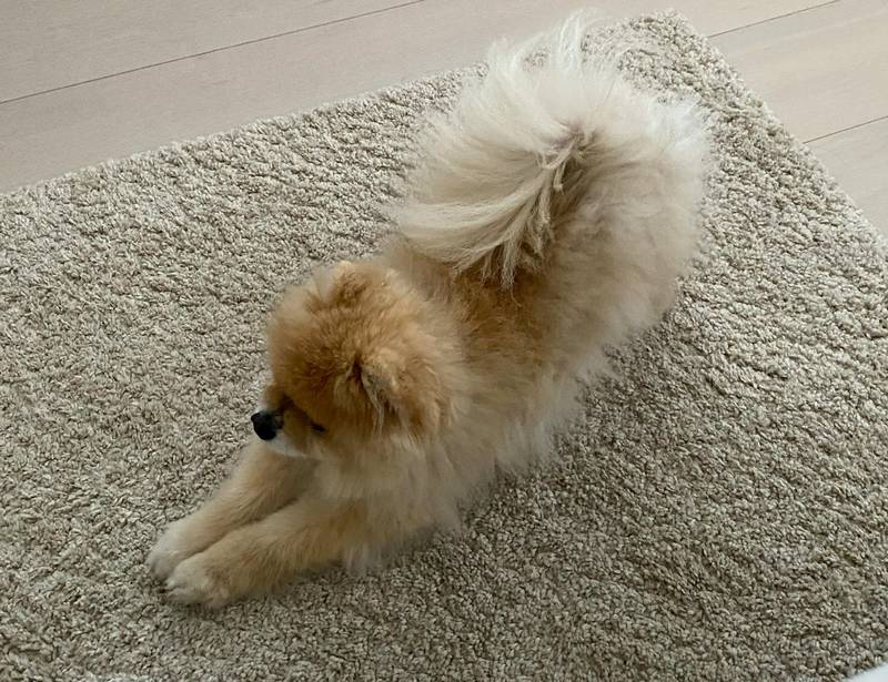 Female Dog Scratching the Carpet