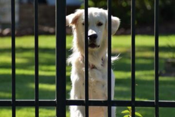 How to Stop Fence Aggression in Dogs