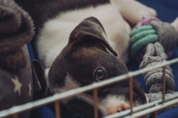 Should I Put a Blanket in My Dog's Crate?