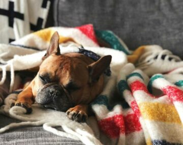 Why Do Dogs Like Blankets?